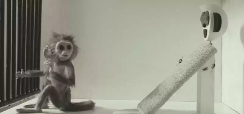 "Monkey Love Experiment" by Ainsley Henderson and Will Anderson